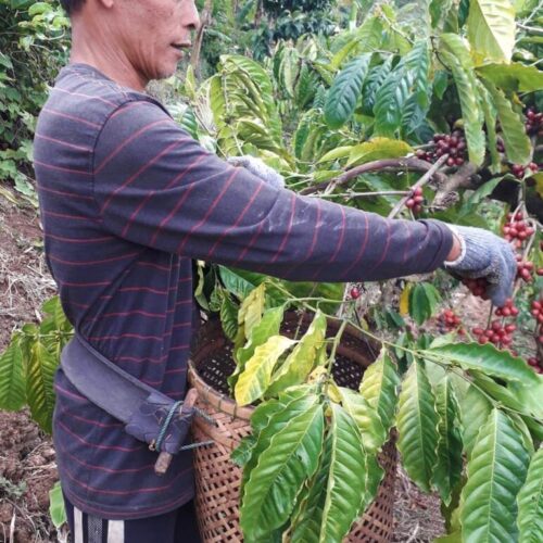 Man hand picking coffee cherries in Bali, Indonesia