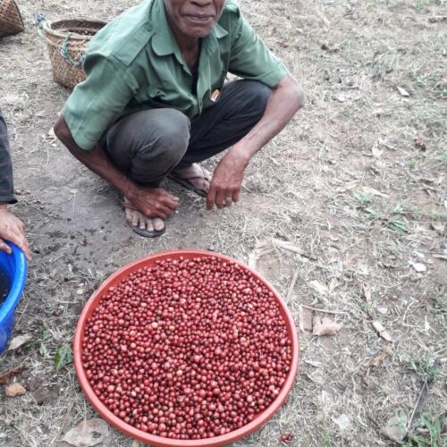 Coffee cherries and a producer from Bali