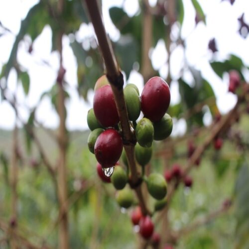 Coffee cherries on trees