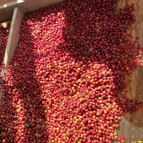 Coffee cherries Ethiopia